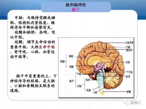 人体解剖系统基础知识