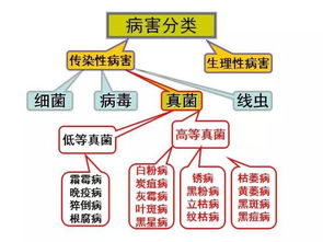 细菌真菌和病毒基础知识