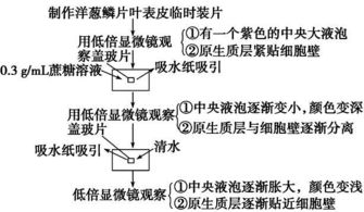 生物教材基础实验知识点