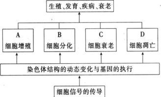 细胞的生命历程基础知识