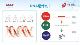 dna生物遗传基础知识