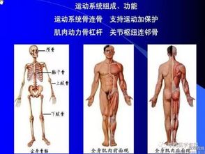 人体解剖学的基础知识重要考点