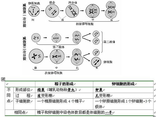 高中减数分裂基础知识