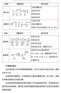 植物激素调节基础知识