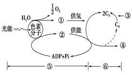 细胞呼吸基础知识