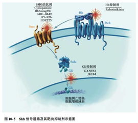 细胞信号通路基础知识