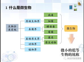 食品微生物检验基础知识,食品微生物基础知识试题,食品检测基础知识题库