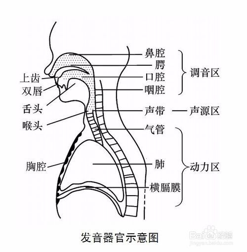 伪声的基础知识