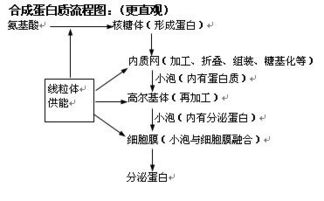 细胞结构基础知识网络